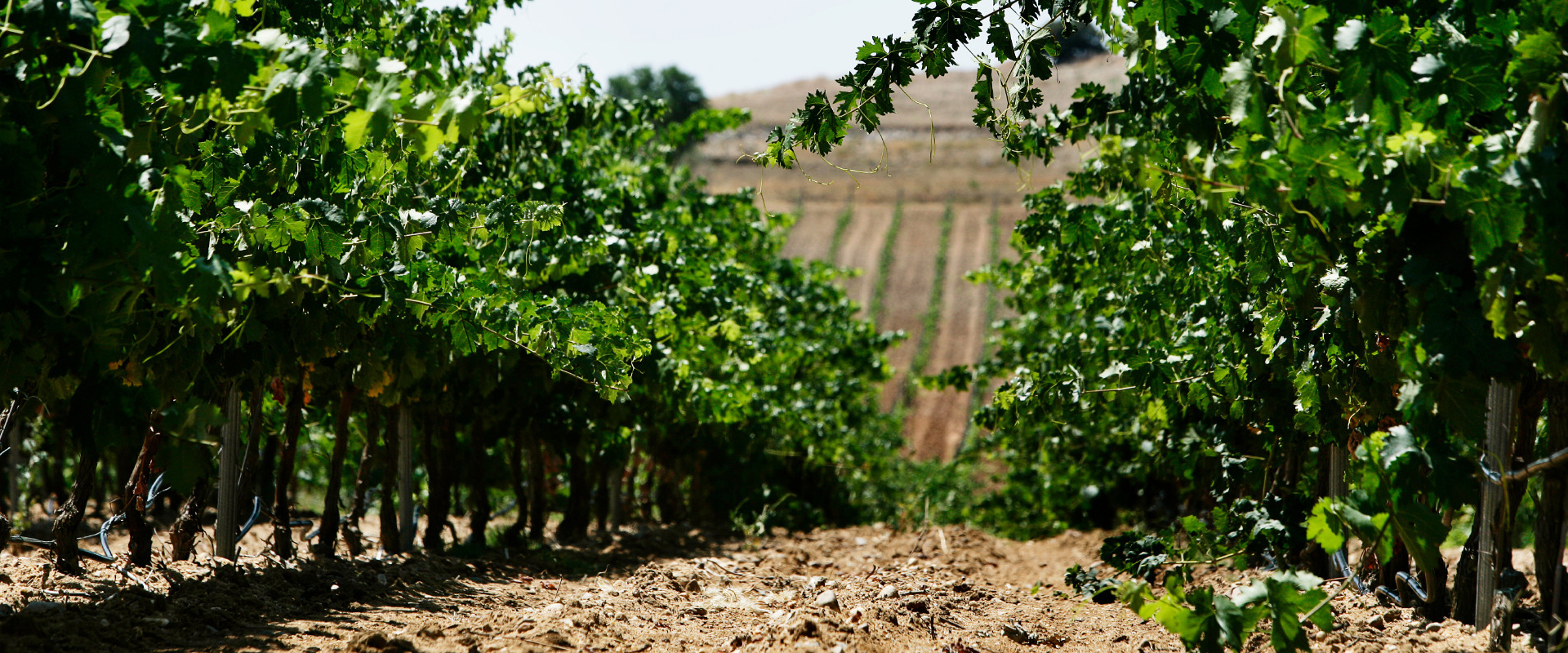 vino-nexus-frontaura-enoturismo-01